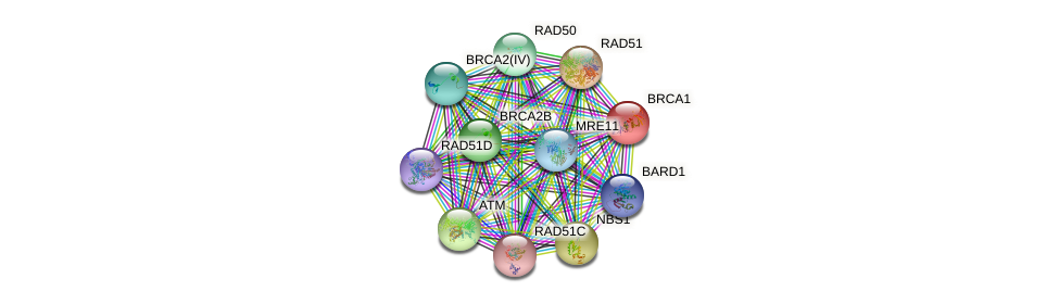 Interactome Analysis and Docking Sites Prediction of BRCA1 and BARD1 Homologue Proteins in Arabidopsis Thaliana