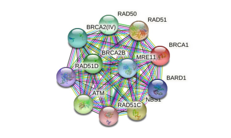 Interactome Analysis and Docking Sites Prediction of BRCA1 and BARD1 Homologue Proteins in Arabidopsis Thaliana