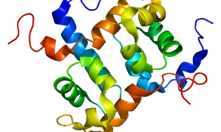 ERCC1 & DDB2 Functional and Structural In Silico prediction